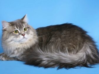 Шотландская длинношерстная порода кошек фото и описание