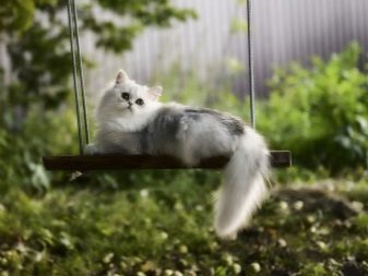 Порода кошек шотландская длинношерстная фото