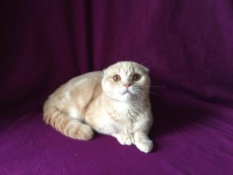 Порода кошек шотландская вислоухая длинношерстная кошка фото описание породы