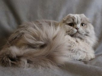 Породы вислоухих кошек с длинной шерстью