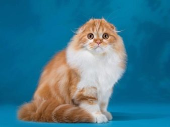 Порода кошек шотландская пушистая фото