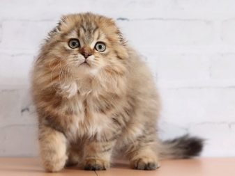 Длинношерстные шотландские кошки фото породы