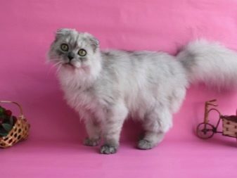 Описание породы шотландских длинношерстных кошек thumbnail