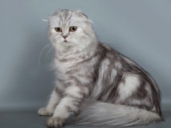 Длинношерстные шотландские кошки фото породы