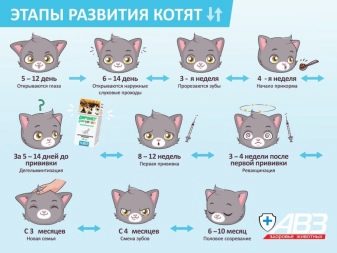 Сколько времени растут кошки