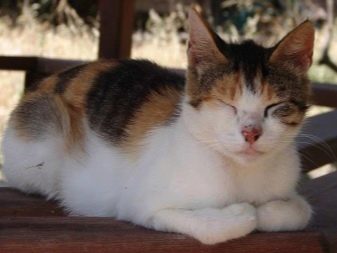 Греческая кошка порода фото