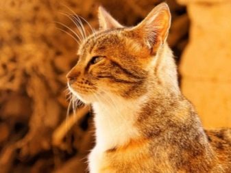 Порода кошек эгейская фото