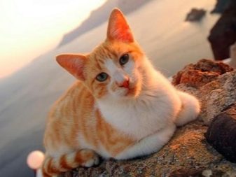 Греческая кошка порода фото