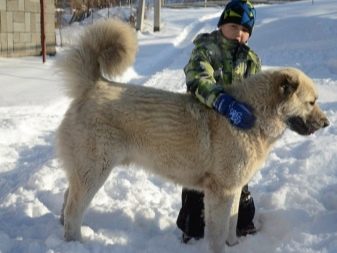 Собака породы гампр фото