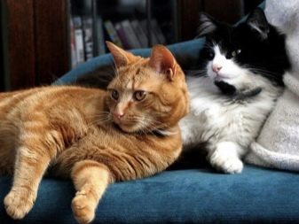 Одомашнивание и породы кошек