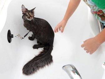 Какого возраста моют кошек