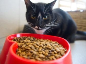 Почему нельзя менять корм для кошки
