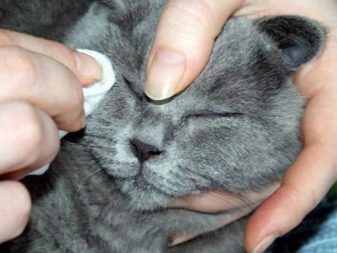 Шотландская кошка уход и кормление прививки о породе thumbnail