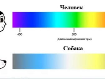 В каком свете смотрят собаки