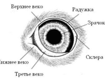 В каком свете смотрят собаки