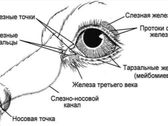 В каком свете смотрят собаки