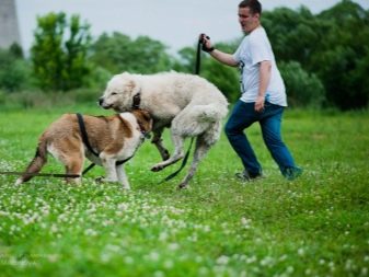 Фото собаки породы алабай белого цвета