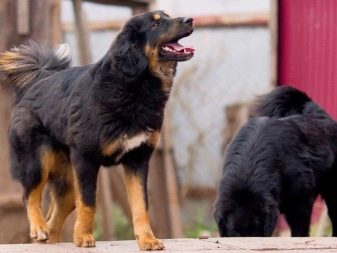 Фото собаки породы алабай белого цвета