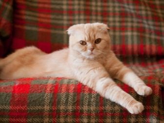 В каком возрасте лучше стерилизовать кошку шотландскую