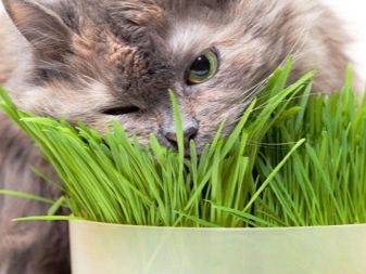 Натуральный корм для кошек в пакетиках