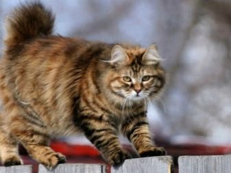 Породы кошек бобтейл описание породы характер