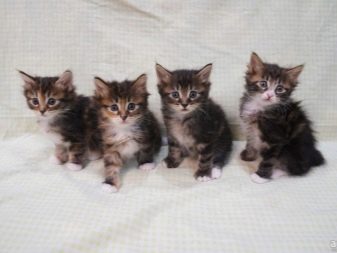 Порода кошек фото с названиями бобтейл