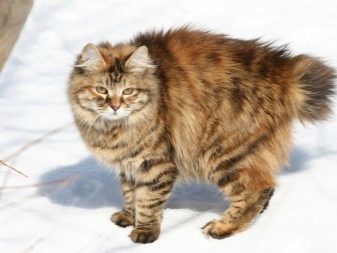 Порода кошек бобтейл характеристика породы