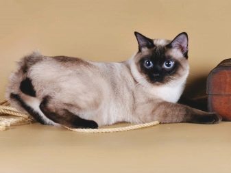Порода кошек бобтейл с длинными хвостами