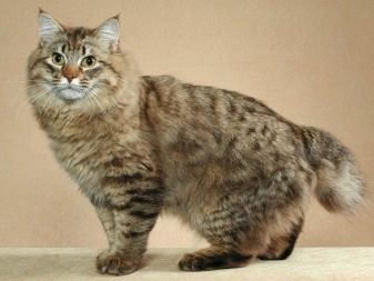 Особенности кошек породы бобтейл