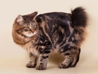 Информация о кошках породы бобтейл