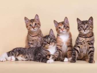 Бобтейлы кошки описание породы характер