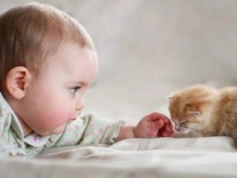 Лучшая порода кошек для маленького ребенка