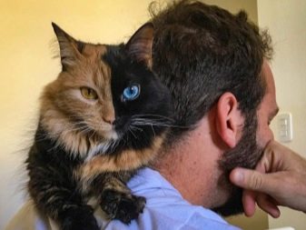Порода кошек венера фото