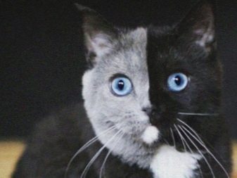 Порода кошек химера фото