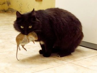 Крысолов кошка порода фото