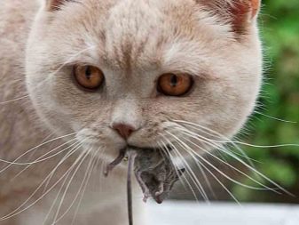 Кошки порода сибирский крысолов фото