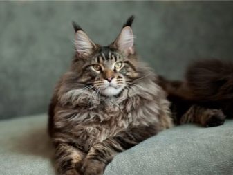 Порода кошки похожая на рысь с кисточками на ушах порода фото