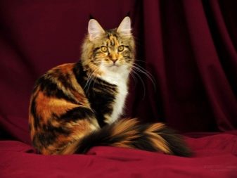 Порода кошек которая похожа на рысь фото