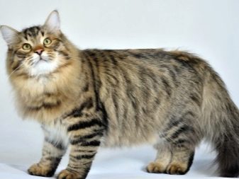 Как называется порода кошек без хвоста похожая на рысь