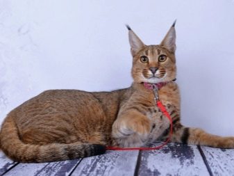 Порода кошек которая похожа на рысь фото