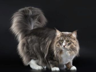 Породы кошек похожих на рысь без хвоста