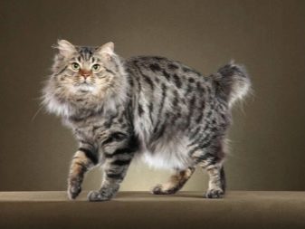 Домашние кошки похожие на рысь название породы