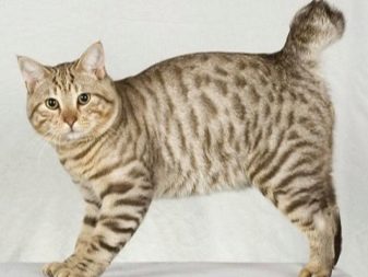 Американская порода кошек похожая на рысь