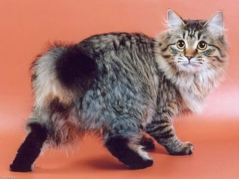 Породы кошек похожих на рысь без хвоста