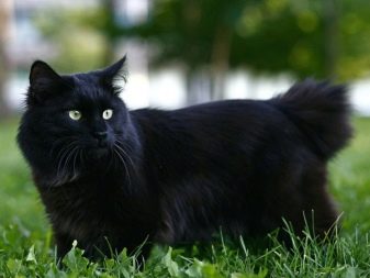 Крупная домашняя кошка похожая на рысь порода