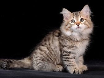 Порода кошки похожая на рысь с кисточками на ушах порода фото