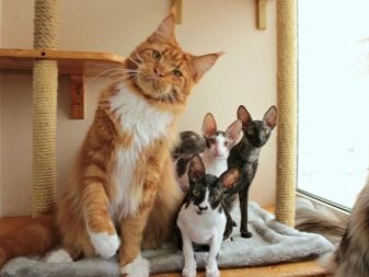 Как узнать породу кошки метиса