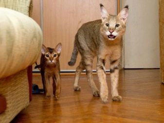 Сиамская порода кошек метис