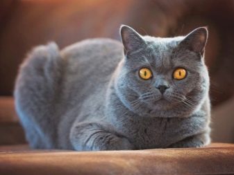 Что такое порода метис кошки