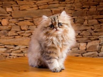 Картинки кошки породы метис